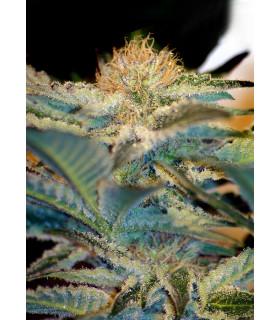 Mohan Ram (Sweet Seeds)