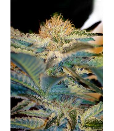 Mohan Ram (Sweet Seeds)