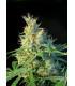 Psicodelicia (Sweet Seeds)