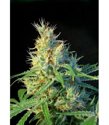 Psicodelicia (Sweet Seeds)