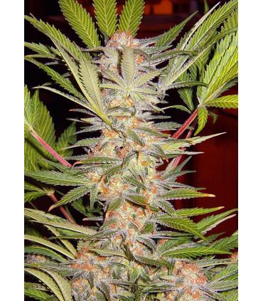 S.A.D. F1 Fast Version (Sweet Seeds)