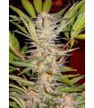 S.A.D. Sweet Afghani Delicious F1 Fast Version (Sweet Seeds)