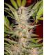 S.A.D. S1 (Sweet Seeds)