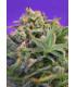 Sweet Cheese F1 Fast Version (Sweet Seeds)