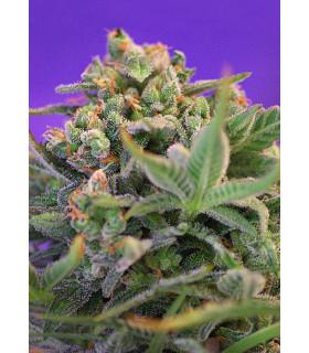 Sweet Cheese F1 Fast Version (Sweet Seeds)