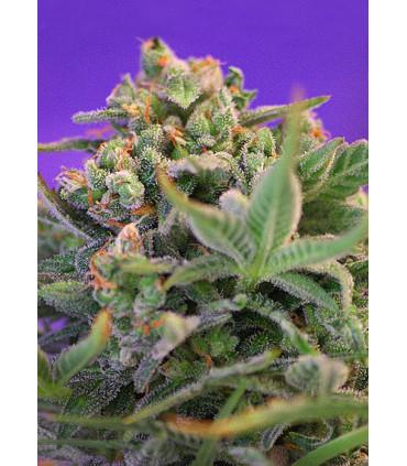 Sweet Cheese F1 Fast Version (Sweet Seeds)