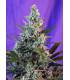 Sweet Skunk F1 Fast Version (Sweet Seeds)