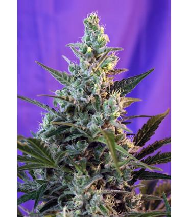 Sweet Skunk F1 Fast Version (Sweet Seeds)
