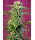 Sweet Thai (Sweet Seeds)