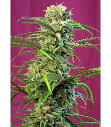 Sweet Thai (Sweet Seeds)