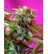 Wild Rose (Sweet Seeds)