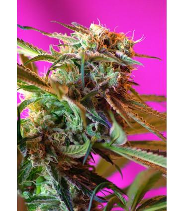 Wild Rose (Sweet Seeds)