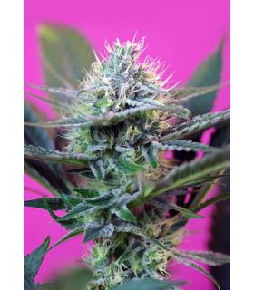 +Speed Autoflowering (Sweet Seeds)