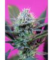 +Speed Autoflowering