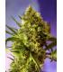 Big Devil 2 (Sweet Seeds)