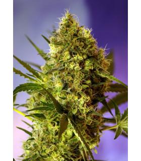 Big Devil 2 (Sweet Seeds)