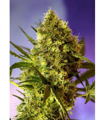 Big Devil 2 (Sweet Seeds)