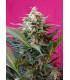 Big Devil XL Auto (Sweet Seeds)