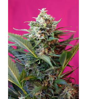 Big Devil XL Auto (Sweet Seeds)