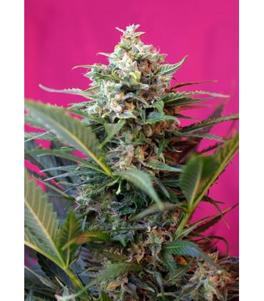Big Devil XL Auto (Sweet Seeds)