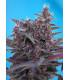 Black Cream (Sweet Seeds)