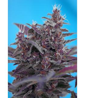 Black Cream (Sweet Seeds)