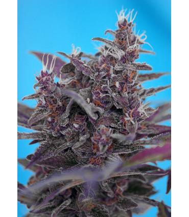 Black Cream (Sweet Seeds)