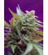 Back Jack Auto (Sweet Seeds)