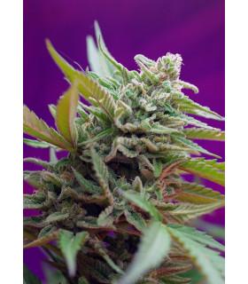 Back Jack Auto (Sweet Seeds)