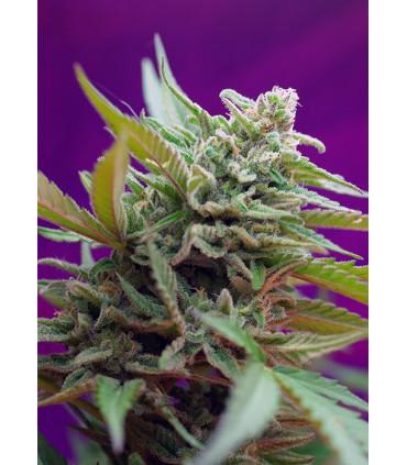 Back Jack Auto (Sweet Seeds)