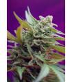 Black Jack Auto