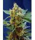 Cream Mandarine XL (Sweet Seeds)