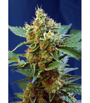 Cream Mandarine XL (Sweet Seeds)