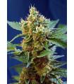 Cream Mandarine XL Auto