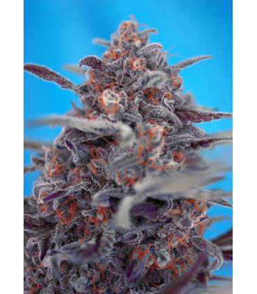 Devil Cream (Sweet Seeds)