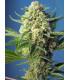 S.A.D. Auto (Sweet Seeds)