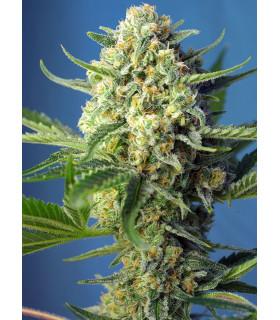 S.A.D. Auto (Sweet Seeds)