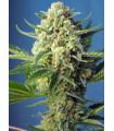 S.A.D. Sweet Afghani Delicious Auto