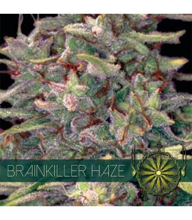 Brainkiller Haze (Vision Seeds)