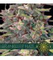 Brainkiller Haze