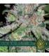 Doctor Jamaica (Vision Seeds)