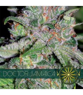 Doctor Jamaica (Vision Seeds)