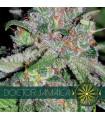 Doctor Jamaica