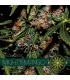 Mighty Mango Bud (VIsion Seeds)