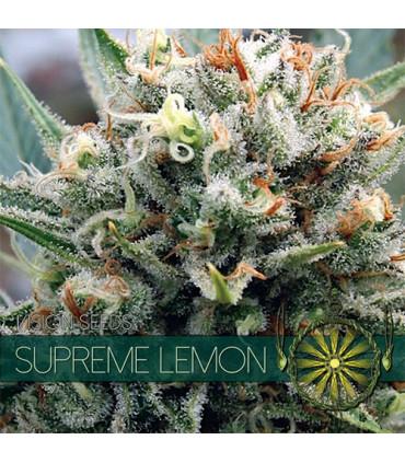 Supreme Lemon (Vision Seeds)