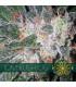 Tom Kush OG (Vision Seeds)