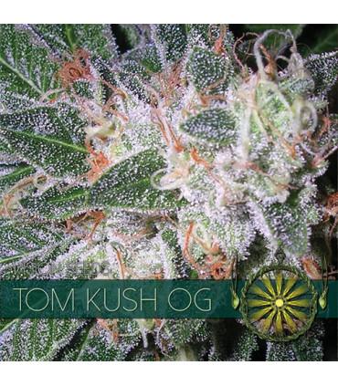 Tom Kush OG (Vision Seeds)