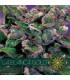 La Blanca Gold AutoFem (Vision Seeds)