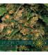 Vision Critical  AutoFem (Vision Seeds)