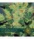 Vision Jack AutoFem (Vision Seeds)